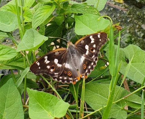 Apatura ilia